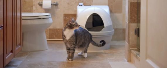 Revolutionizing Pet Hygiene: Meet CatGenie A.I.